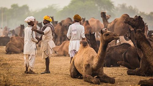 pushkar