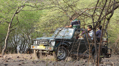 ranthambore